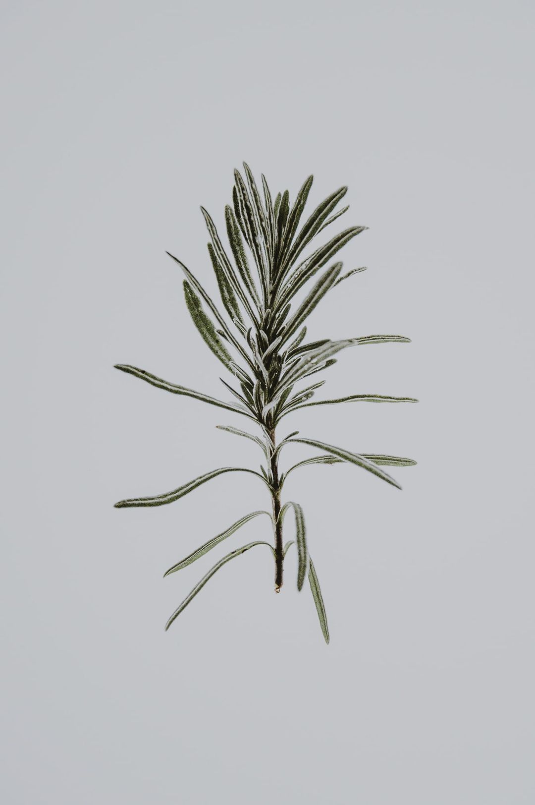 Five Herbs To Improve Your Health This Autumn - Tea & Tonic Matakana