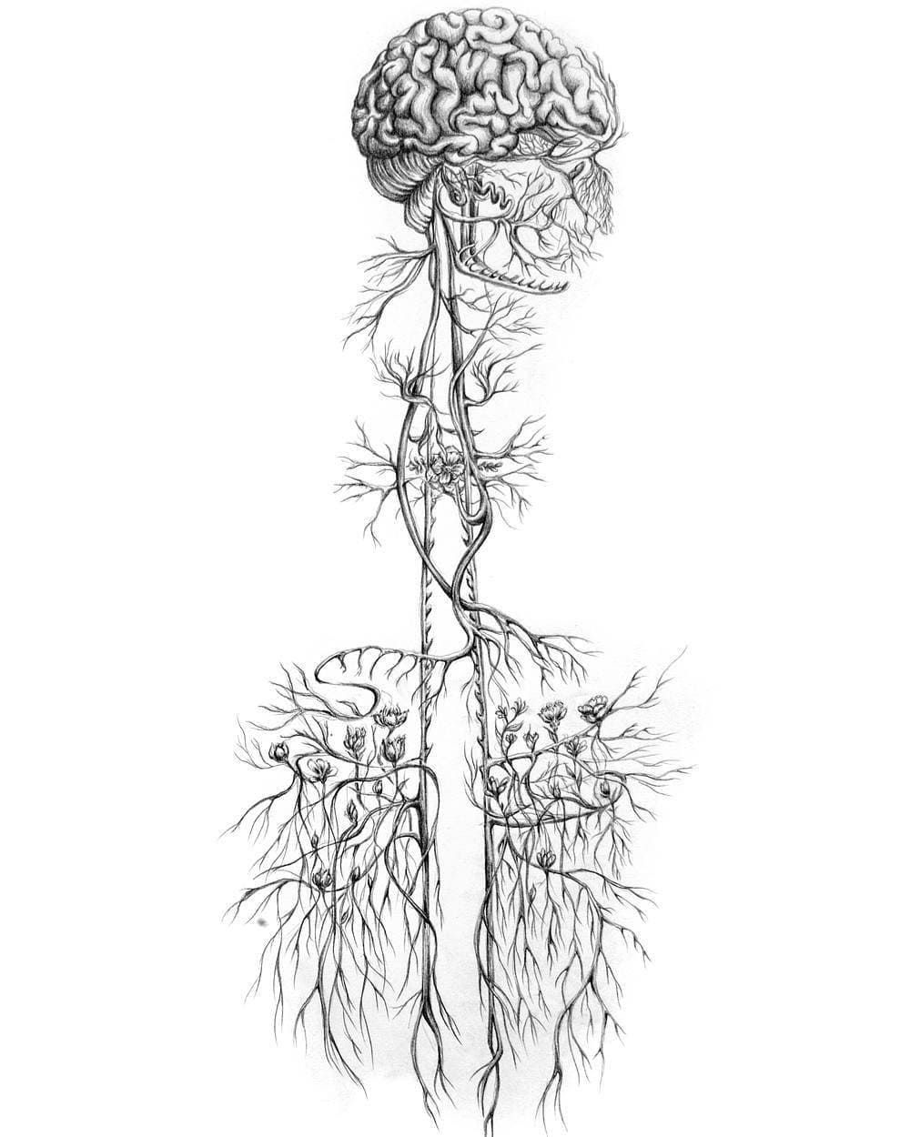 Our Nervous System: the interconnectedness of All Things - Tea & Tonic Matakana