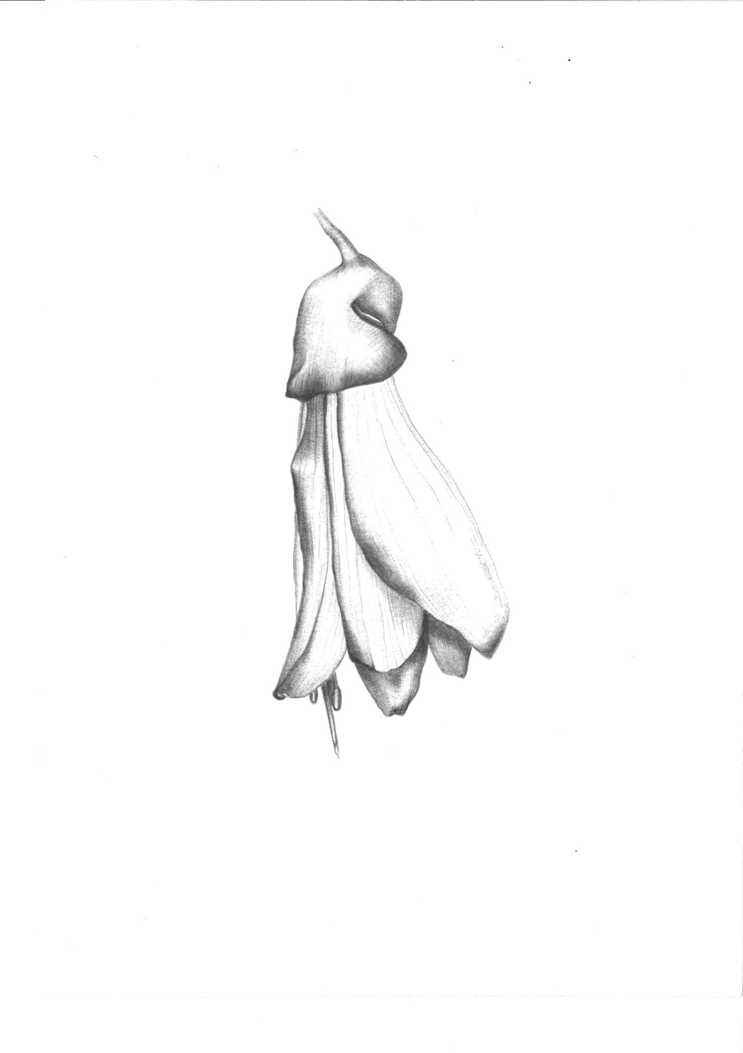 Kowhai Print - Tea & Tonic Matakana - MONNI