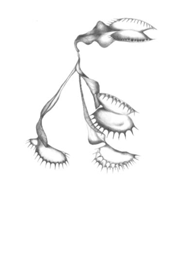 Venus Fly Trap Card - Tea & Tonic Matakana - MONNI