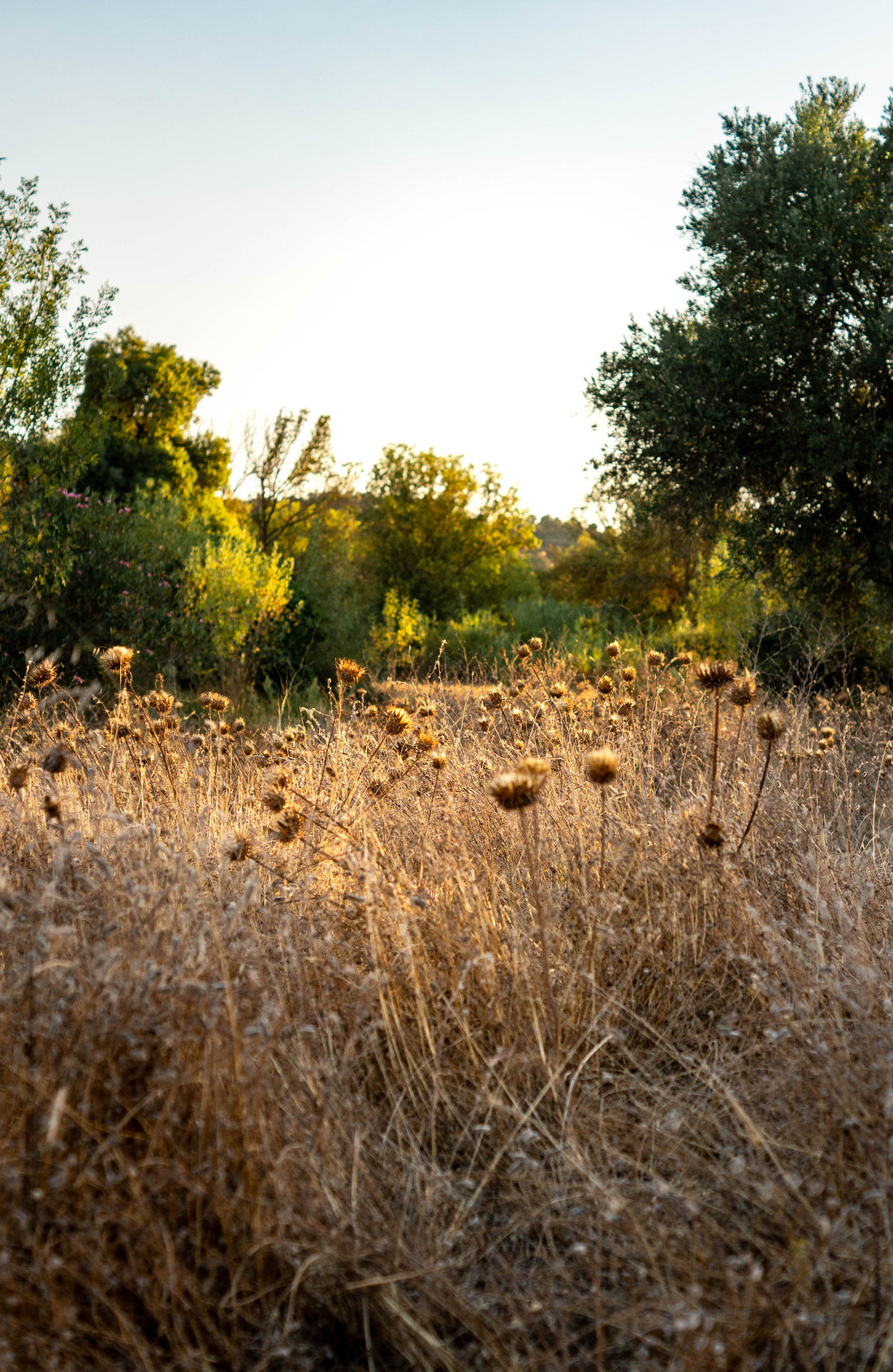 Caitlyn Cook on Somatic healing informed by Internal Family Systems