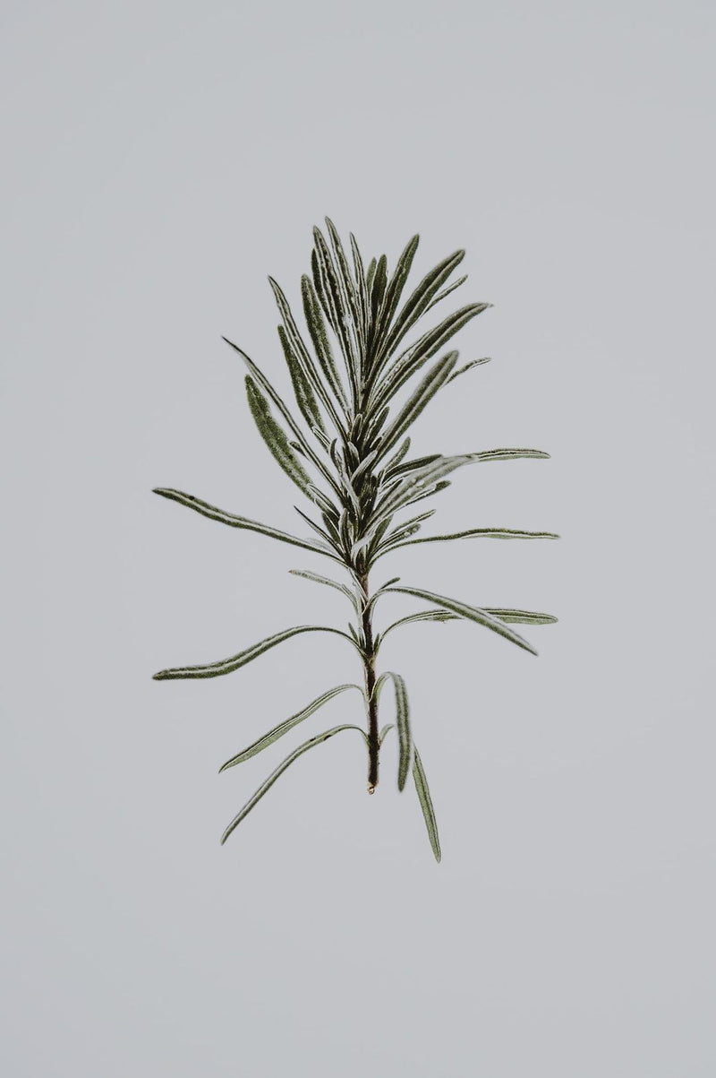 Five Herbs To Improve Your Health This Autumn - Tea & Tonic Matakana