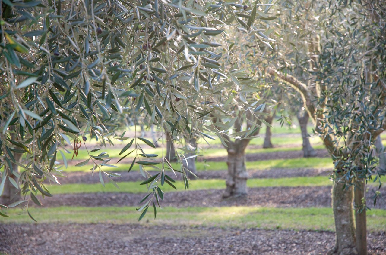 Mahurangi Olives | Tea & Tonic Matakana