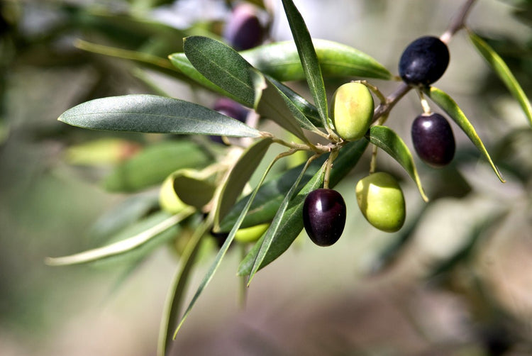 Ti Point Olives | Tea & Tonic Matakana